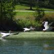 Pelicans on Albert Lea Lake.